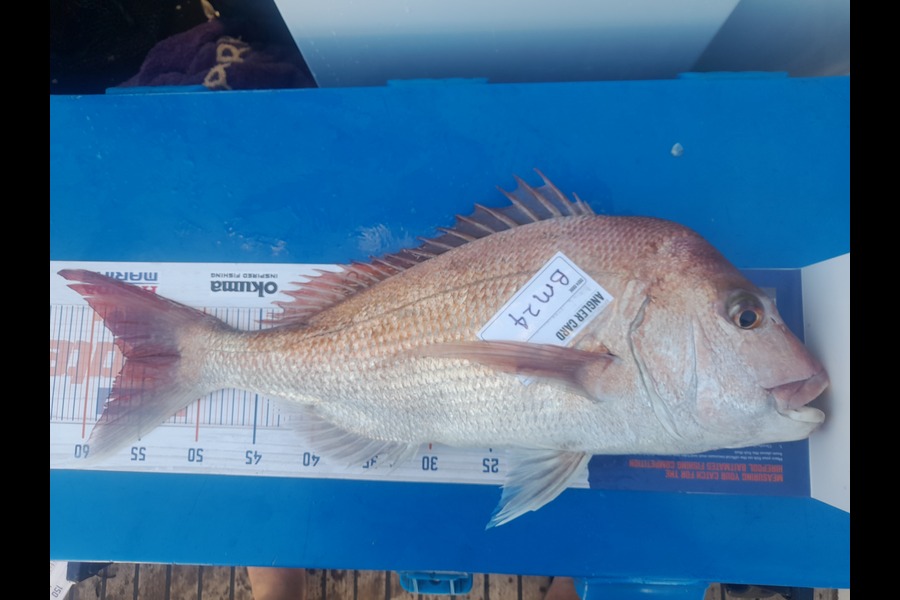Mark Thorburn caught this 56.0cm Snapper at Coromandel during The Export NZ Fishing Competition