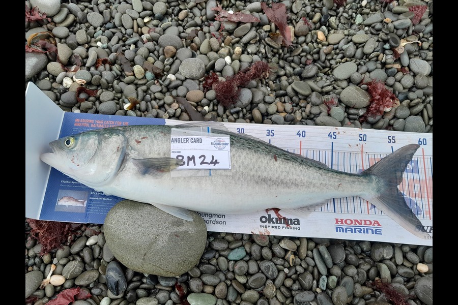 Bob Murphy caught this 55.0cm Kahawai at Otago during The Export NZ Fishing Competition