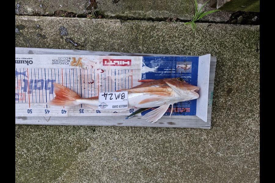 alexander churchman caught this 42.0cm Gurnard at Taranaki during The Export NZ Fishing Competition