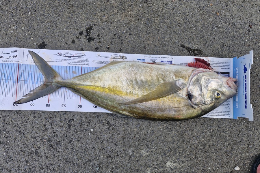Pete Kara caught this 61.5cm Trevally at Nelson/Marlborough during The Export NZ Fishing Competition