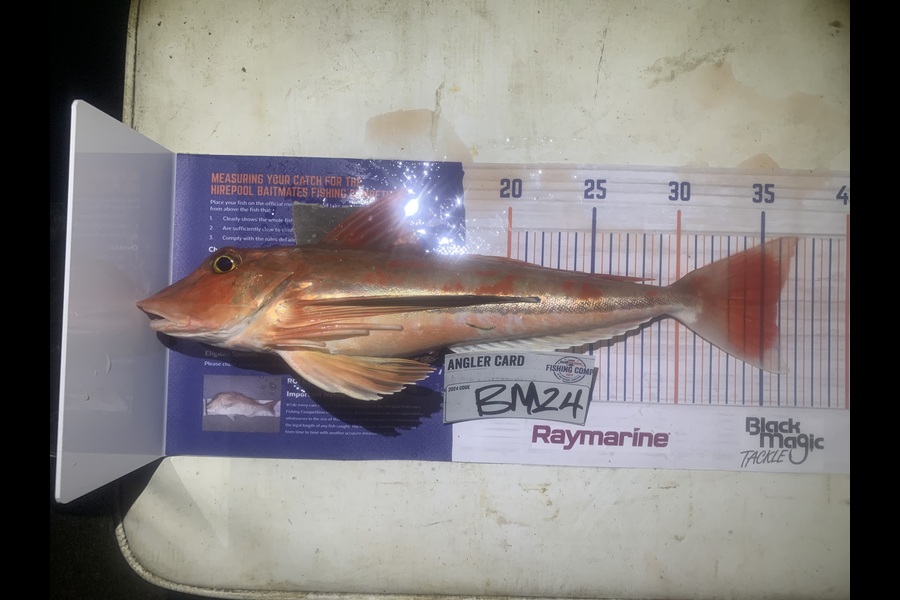 Josh Bolton caught this 35.5cm Gurnard at Wellington during The Export NZ Fishing Competition