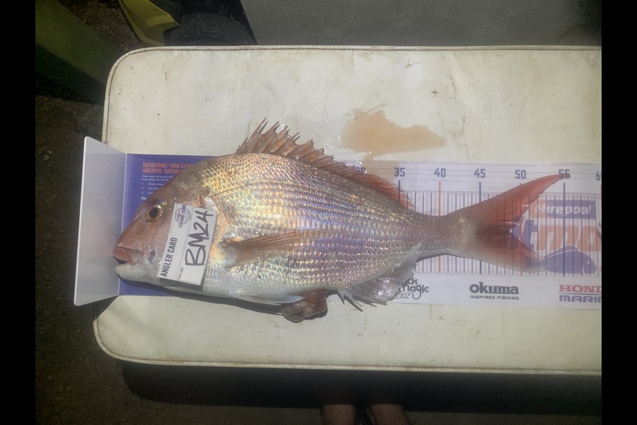 Josh Bolton caught this 48.5cm Snapper at Wellington during The Export NZ Fishing Competition