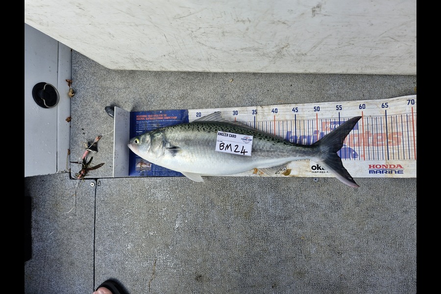 alexander churchman caught this 54.0cm Kahawai at Taranaki during The Export NZ Fishing Competition