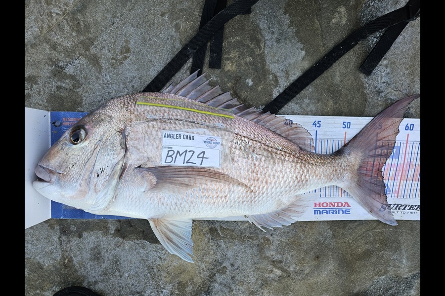 Troy Rae-Royle caught this 56.5cm Snapper at Auckland during The Export NZ Fishing Competition