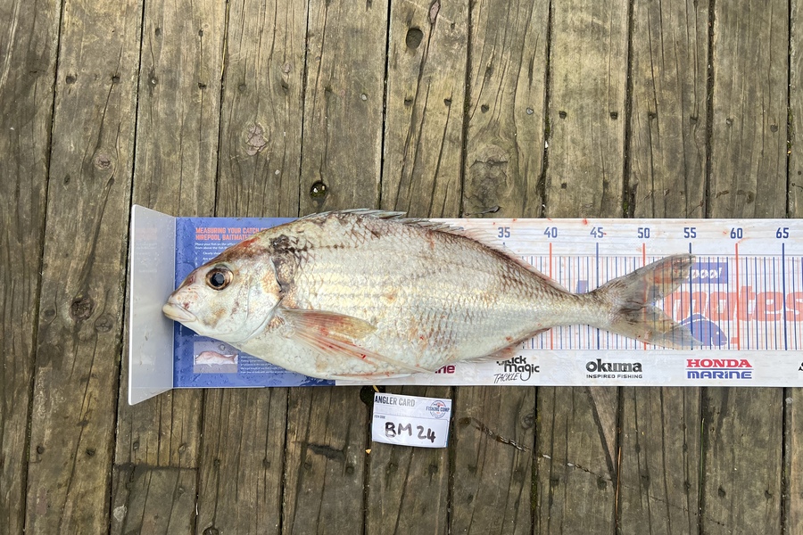 Maddison Slobbe caught this 50.5cm Tarakihi at Wellington during The Export NZ Fishing Competition