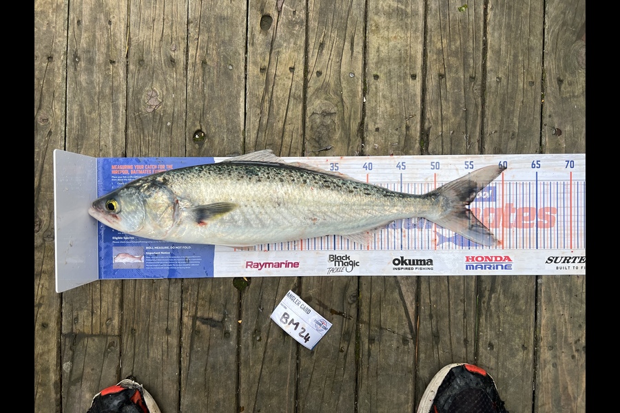Luke Slobbe caught this 54.5cm Kahawai at Wellington during The Export NZ Fishing Competition