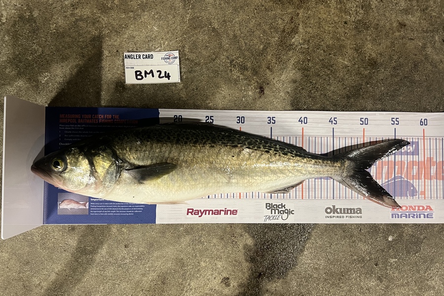 Maddison Slobbe caught this 50.0cm Kahawai at Wellington during The Export NZ Fishing Competition