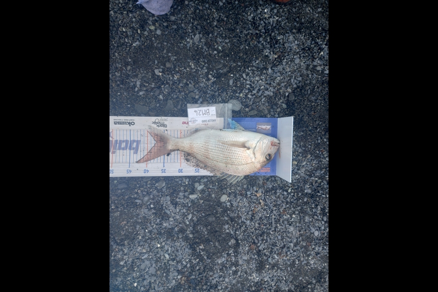 Jayden Mills caught this 37.5cm Snapper at Wairarapa
 during The Export NZ Fishing Competition
