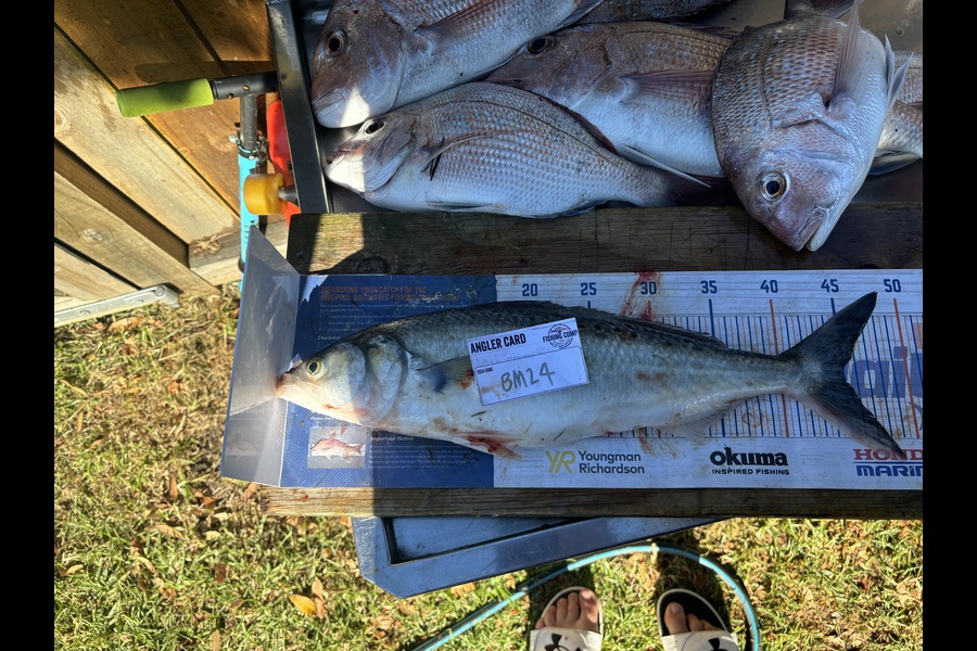 Kieran Daly caught this 45.0cm Kahawai at Wellington during The Export NZ Fishing Competition