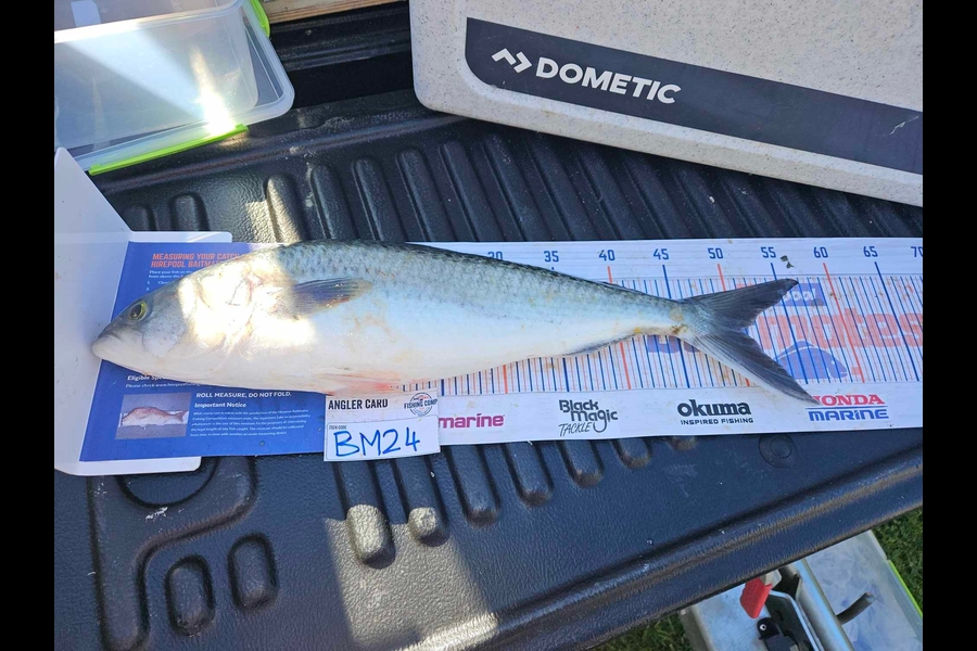 Donna Christian-Bunning caught this 50.5cm Kahawai at Waikato during The Export NZ Fishing Competition