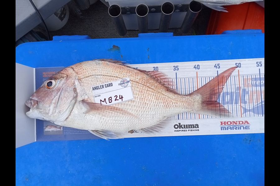 Peter Burbery caught this 44cm Snapper at Manawatu during The Export NZ Fishing Competition