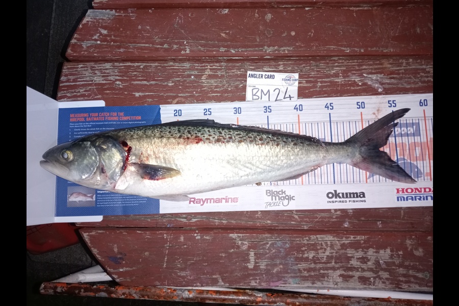 Nemo Tehiko caught this 52.0cm Kahawai at Hawkes Bay during The Export NZ Fishing Competition
