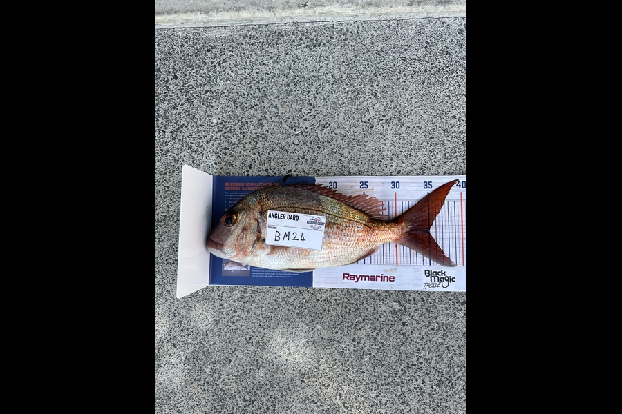 Jack Cranston caught this 34.5cm Snapper at Auckland during The Export NZ Fishing Competition