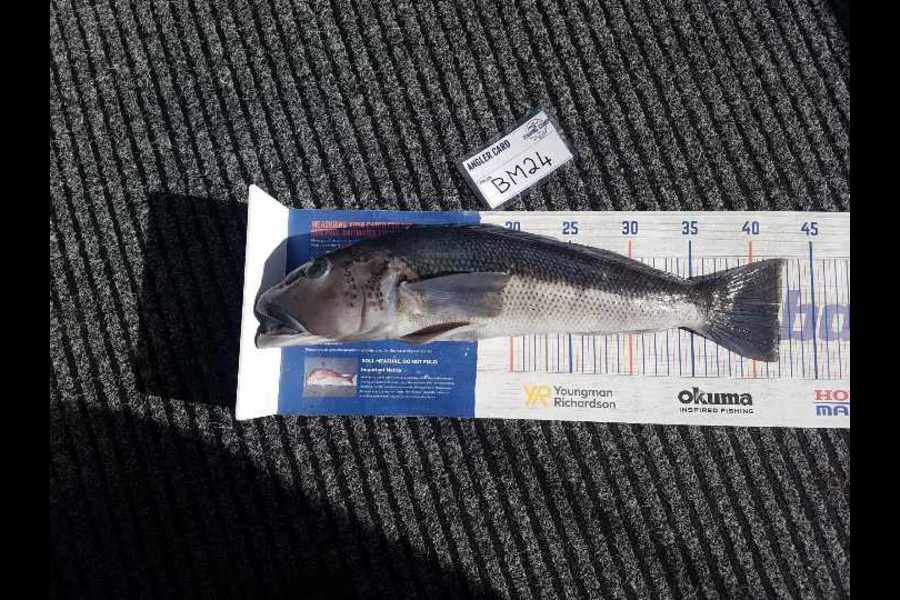 Richard Law caught this 42.0cm Blue Cod at Taranaki during The Export NZ Fishing Competition