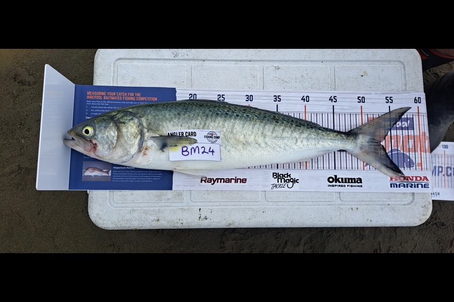 Dylan Ray caught this 53.0cm Kahawai at Nelson/Marlborough during The Export NZ Fishing Competition