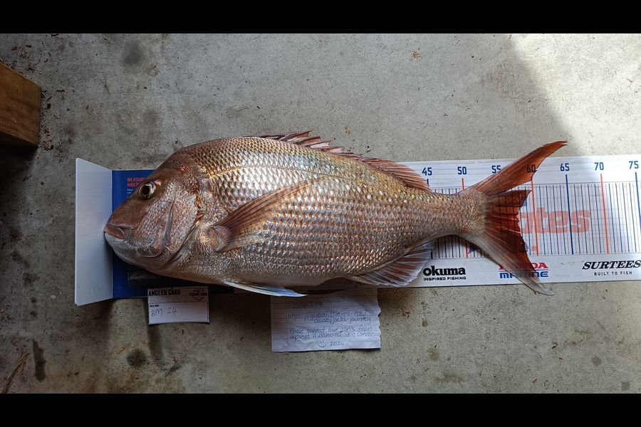 Tracy Holland caught this 57.5cm Snapper at Nelson/Marlborough during The Export NZ Fishing Competition