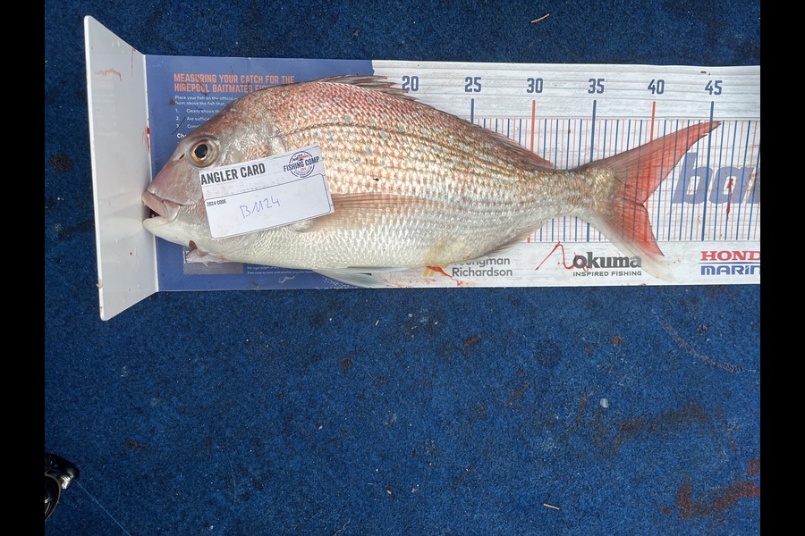 Reece Harvey caught this 39.5cm Snapper at Nelson/Marlborough during The Export NZ Fishing Competition