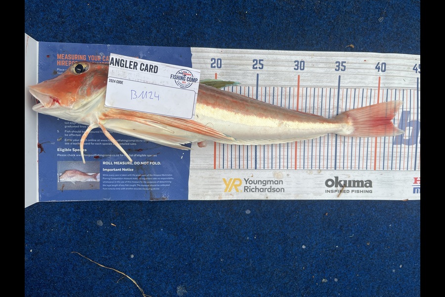 Reece Harvey caught this 41.0cm Gurnard at Nelson/Marlborough during The Export NZ Fishing Competition