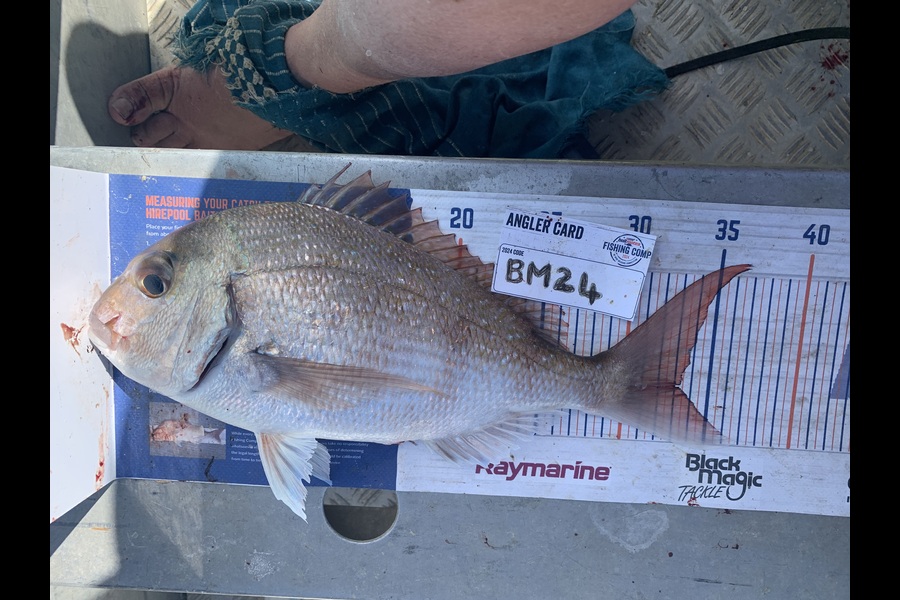 Lara Clarke caught this 33.0cm Snapper at Northland during The Export NZ Fishing Competition