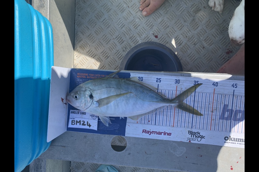 Lara Clarke caught this 32.0cm Trevally at Northland during The Export NZ Fishing Competition