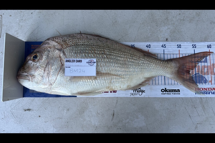 Potaua Farrell caught this 53.0cm Snapper at Coromandel during The Export NZ Fishing Competition