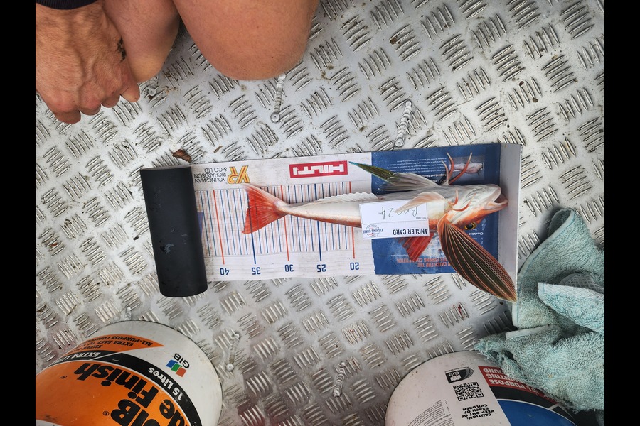 Bo Rawlinson caught this 35.0cm Gurnard at Wellington during The Export NZ Fishing Competition