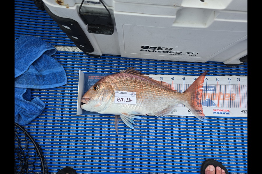 Damo Dalton caught this 52.0cm Snapper at Auckland during The Export NZ Fishing Competition