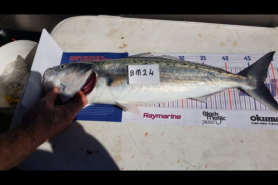 Glenn Lucas caught this 47cm Kahawai at Auckland during The Export NZ Fishing Competition