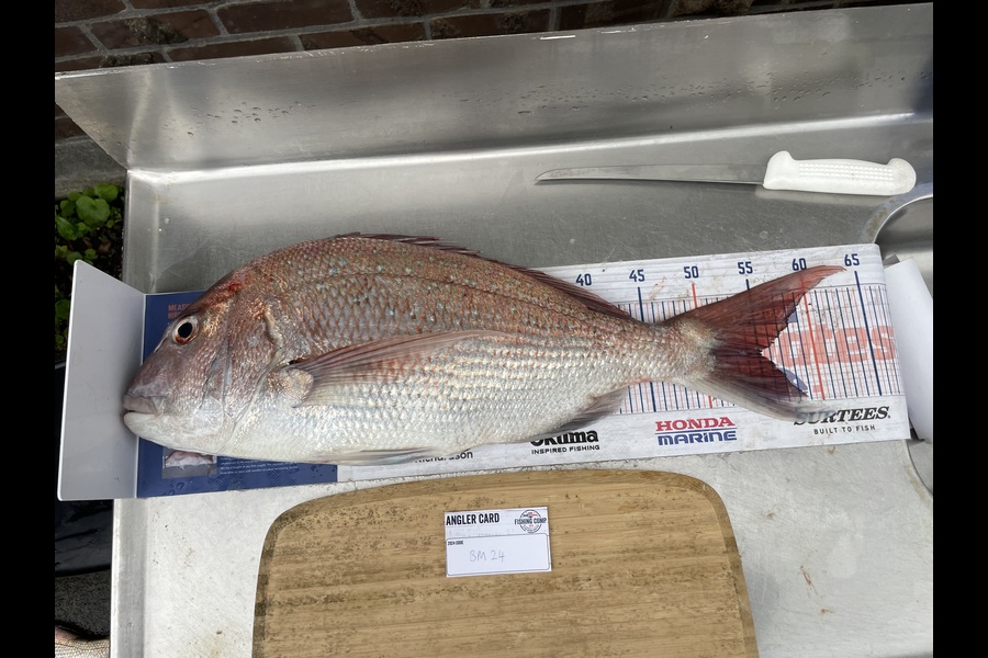 Jack Ogden caught this 55.0cm Snapper at Taranaki during The Export NZ Fishing Competition