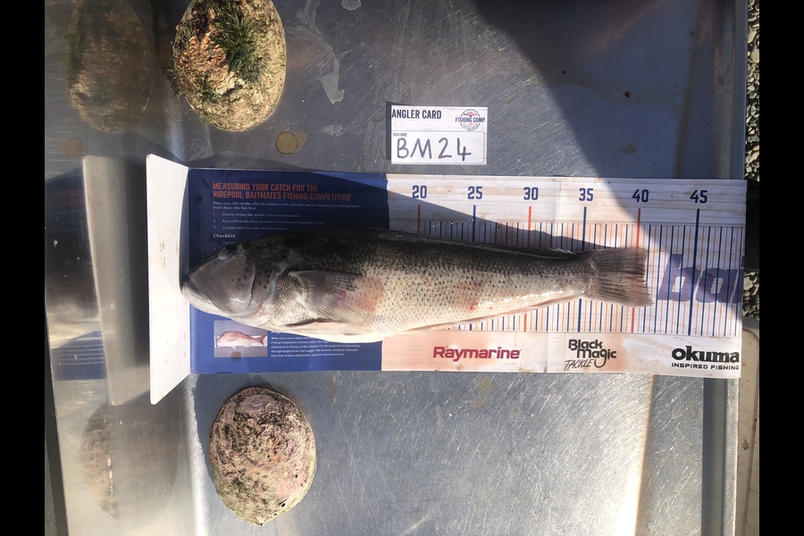 Alex Thomson caught this 41.0cm Blue Cod at Southland during The Export NZ Fishing Competition