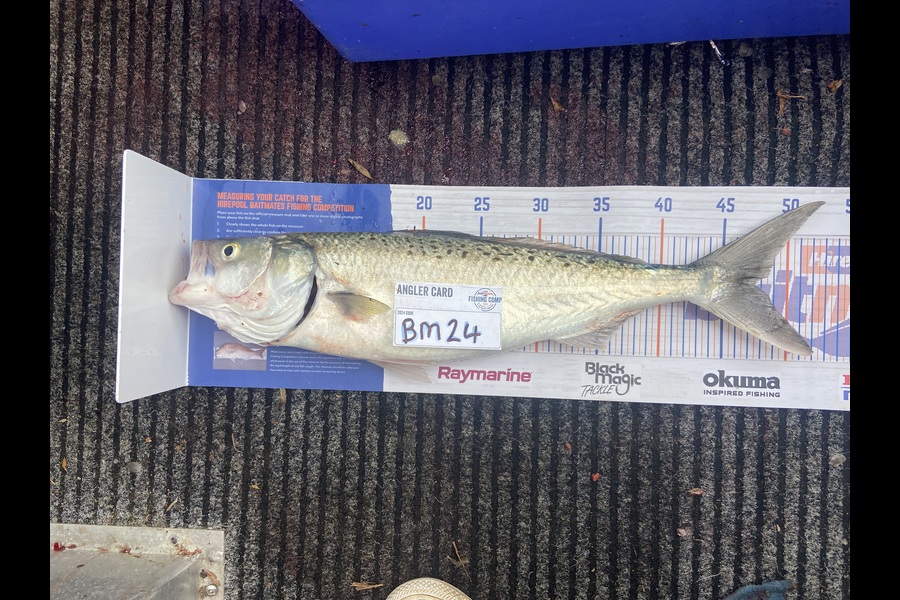 James Beattie caught this 45.0cm Kahawai at Waikato during The Export NZ Fishing Competition