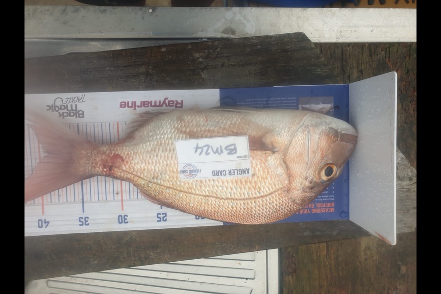 Nikita Bain caught this 39.0cm Snapper at Bay of Plenty during The Export NZ Fishing Competition