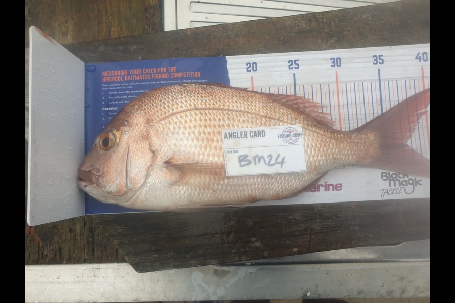 Paul Speedy caught this 37.0cm Snapper at Bay of Plenty during The Export NZ Fishing Competition