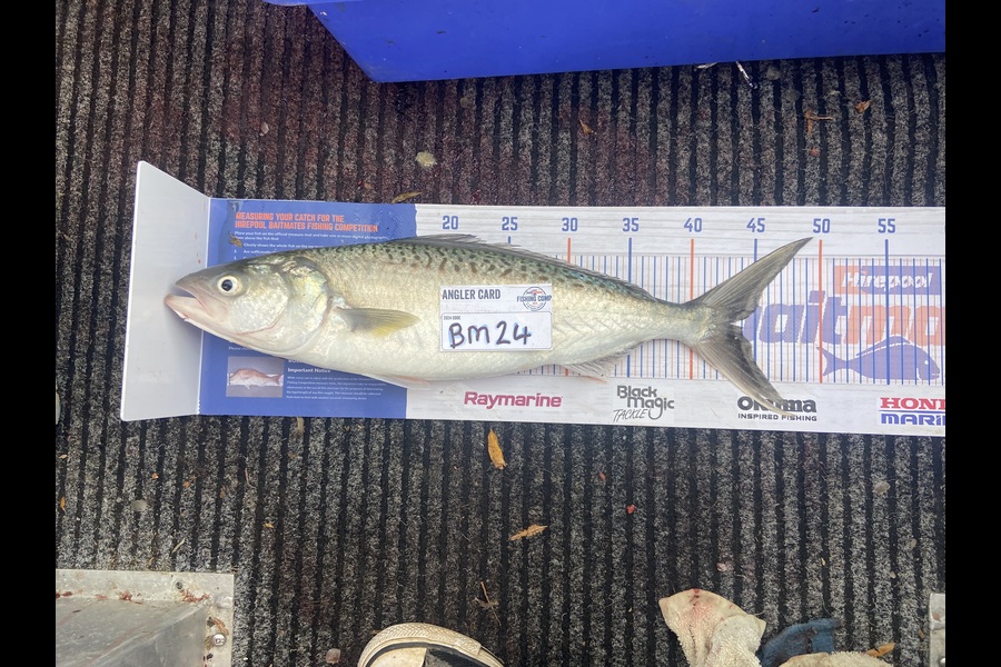 Brianna Beattie caught this 43cm Kahawai at Waikato during The Export NZ Fishing Competition