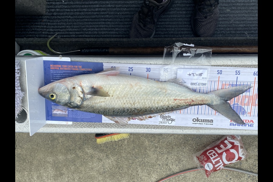 Rodney Owen caught this 52.0cm Kahawai at Wellington during The Export NZ Fishing Competition