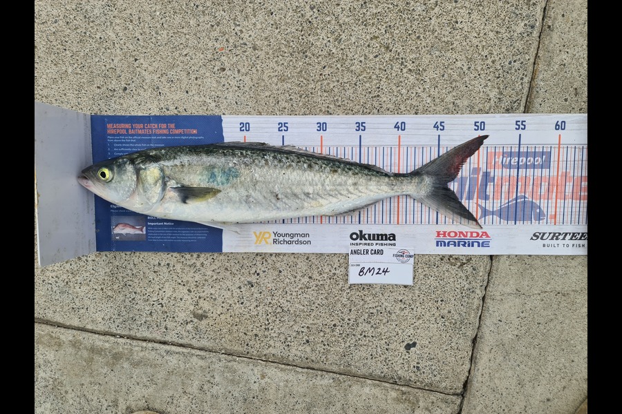 Scott Bassett caught this 46.0cm Kahawai at Wellington during The Export NZ Fishing Competition