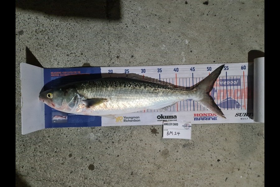 Scott Bassett caught this 49.5cm Kahawai at Wellington during The Export NZ Fishing Competition