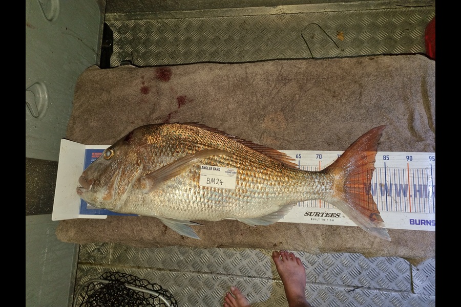 Jayden Emtage caught this 81.5cm Snapper at Northland during The Export NZ Fishing Competition