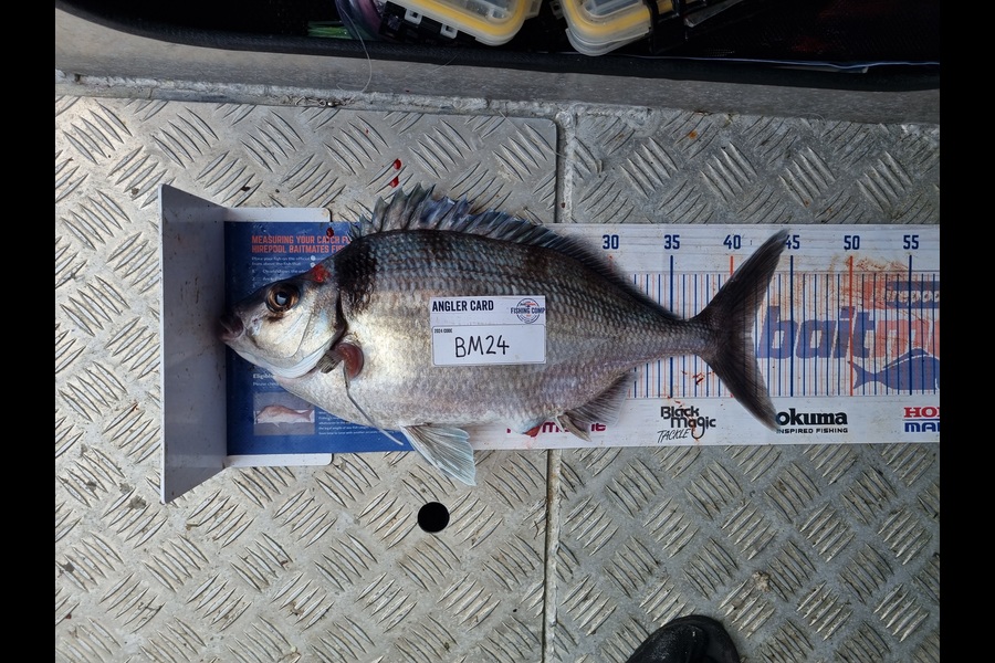 Jayden Emtage caught this 41.5cm Tarakihi at Northland during The Export NZ Fishing Competition
