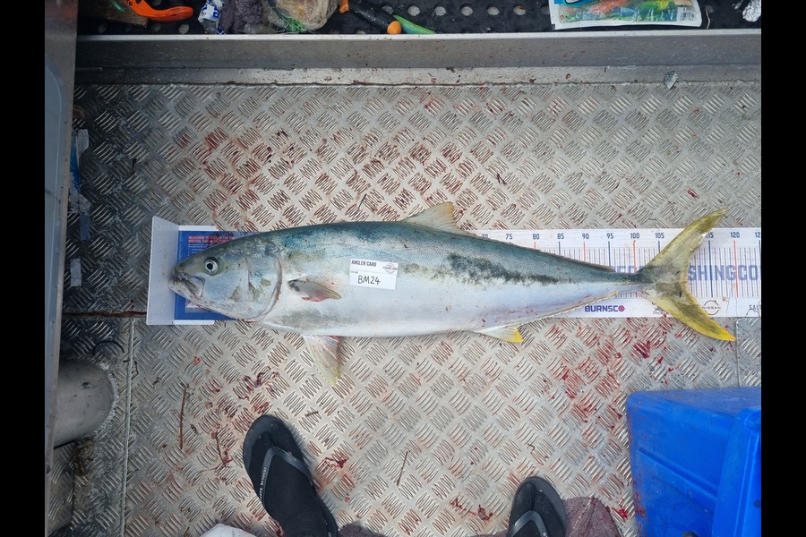 Jayden Emtage caught this 110.5cm Kingfish at Northland during The Export NZ Fishing Competition
