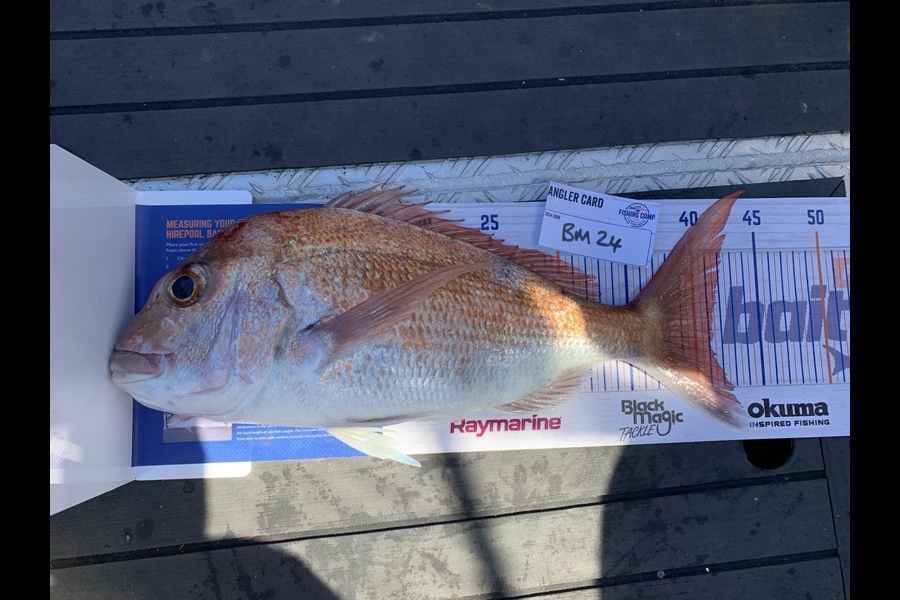Darren  Speyers  caught this 41.0cm Snapper at Auckland during The Export NZ Fishing Competition