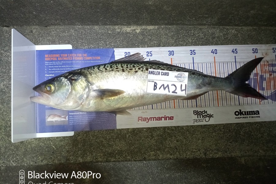 Jahlin Tehiko caught this 47.0cm Kahawai at Hawkes Bay during The Export NZ Fishing Competition