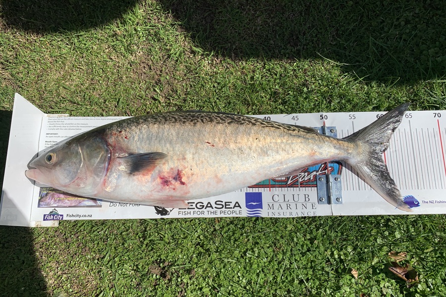 Laudic Charly caught this 59.5cm Kahawai at Taranaki during The Export NZ Fishing Competition