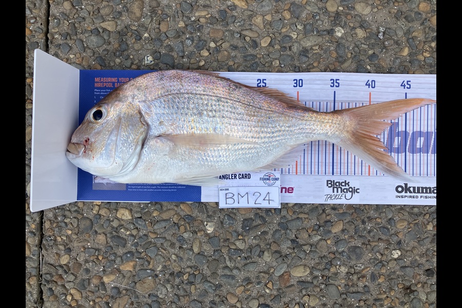 Tony Van Tiel caught this 41.0cm Snapper at Coromandel during The Export NZ Fishing Competition
