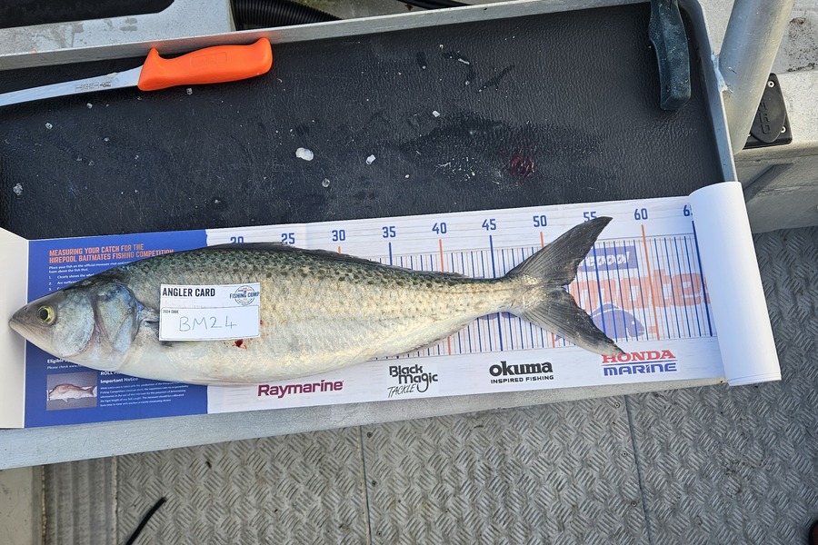 Payton Mcdonald caught this 52.0cm Kahawai at Bay of Plenty during The Export NZ Fishing Competition