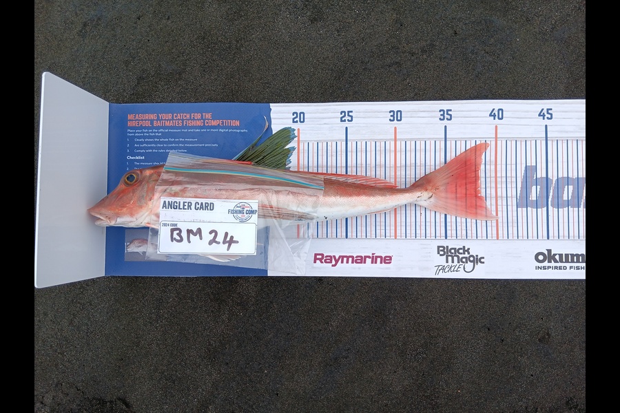 Richard Cash caught this 38.5cm Gurnard at Manawatu during The Export NZ Fishing Competition
