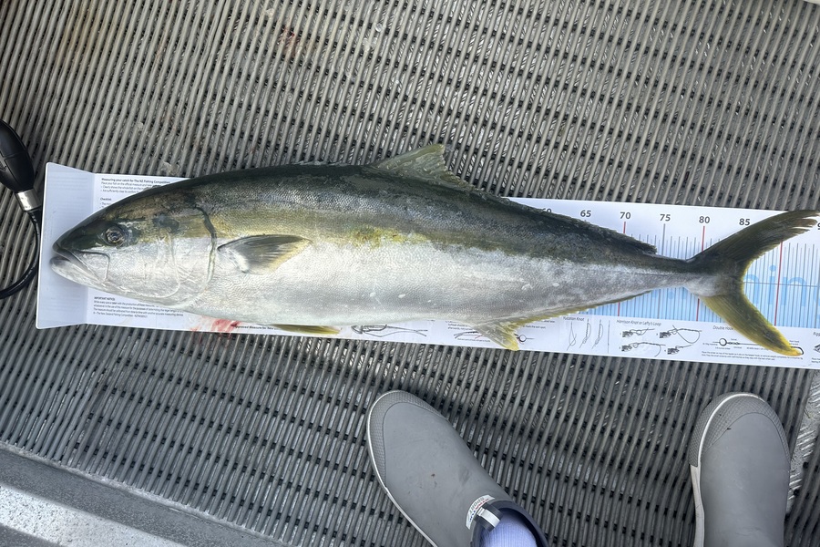 Nigel Morgan caught this 85.5cm Kingfish at Coromandel during The Export NZ Fishing Competition