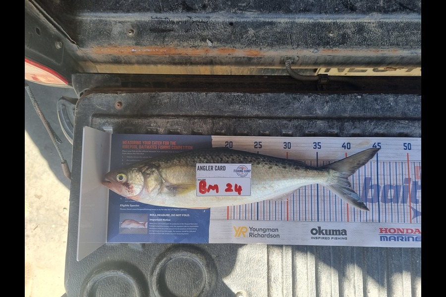 Mark King caught this 40.0cm Kahawai at Northland during The Export NZ Fishing Competition