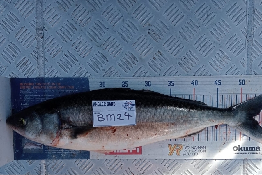 Jasper Brannen caught this 52.5cm Kahawai at Nelson/Marlborough during The Export NZ Fishing Competition