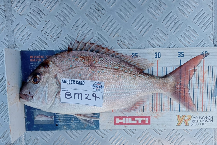 Jasper Brannen caught this 36.5cm Snapper at Nelson/Marlborough during The Export NZ Fishing Competition